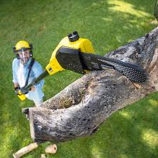  Madrid, IA Tree Removal Services Pros