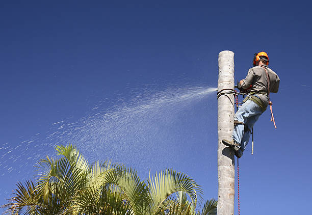 Best Commercial Tree Services  in Madrid, IA